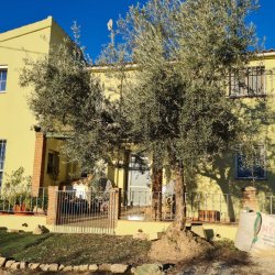 3063, Cortijo Milagros