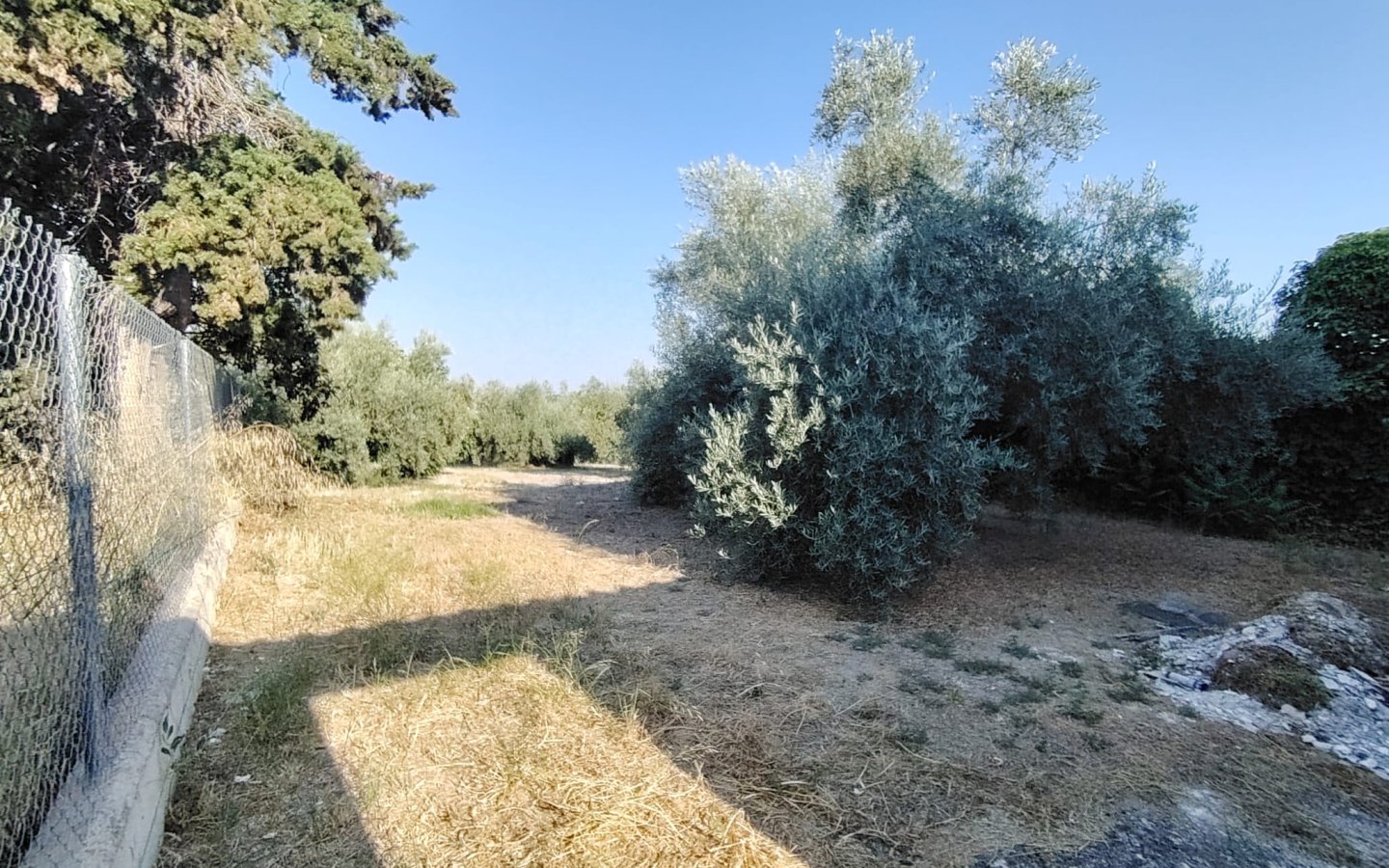 IMG-20260701-WA0006